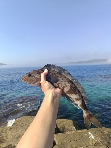 Arabesk-groenling (Pleurogrammus azonus) — Hexagrammidae — 2