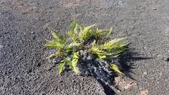 Pityrogramma austroamericana