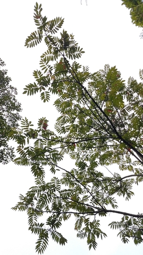 Brunellia mexicana (Brunellia mexicana)