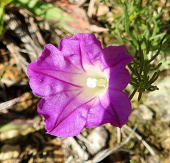 Ipomoea capillacea