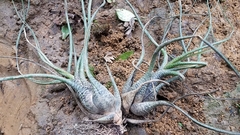 Tillandsia butzii