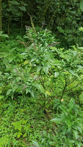 Ocimum basilicum