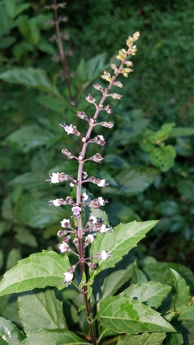 Ocimum basilicum