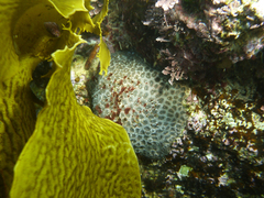 Plesiastrea versipora