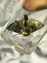 Abrostola tripartita