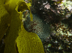 Plesiastrea versipora