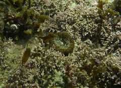 Homophyllia australis