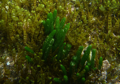 Caulerpa brownii