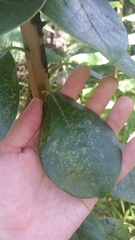 Ilex anomala