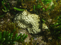 Holopsamma laminaefavosa