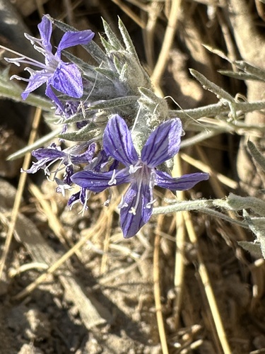 Image of Eriastrum densifolium by no rights reserved