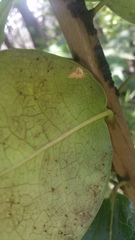 Ilex anomala