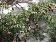 Tsuga diversifolia