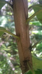 Ilex anomala