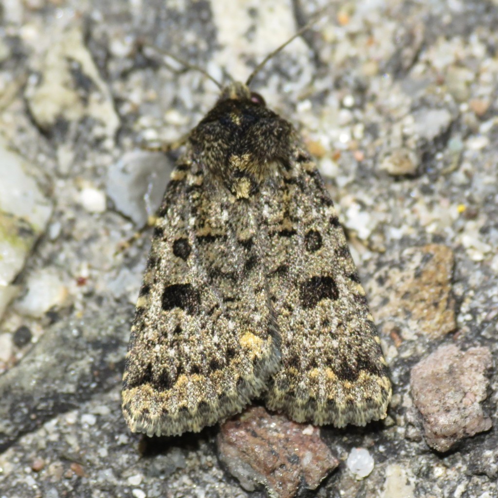 Synorthodes