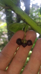 Ilex anomala