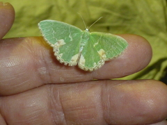 Comibaena bajularia