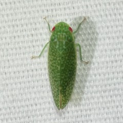Rugosana