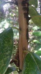 Ilex anomala