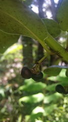Ilex anomala
