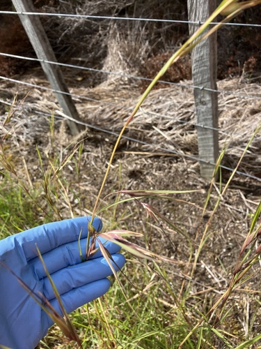 Themeda triandra iNat (2)