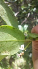 Ilex anomala
