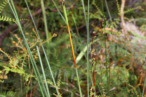 Image of Machaerina rubiginosa by (c) Joe Dillon, some rights reserved (CC BY)