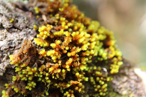 Macromitrium prorepens observed 2024-10-13