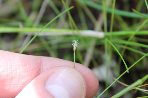 Image of Eleocharis gracilis by (c) Joe Dillon, some rights reserved (CC BY)