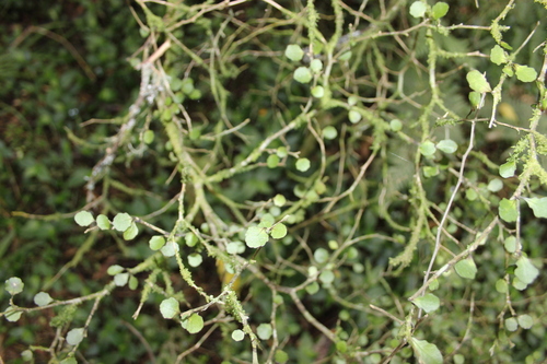 Image of Melicytus micranthus by (c) Joe Dillon, some rights reserved (CC BY)