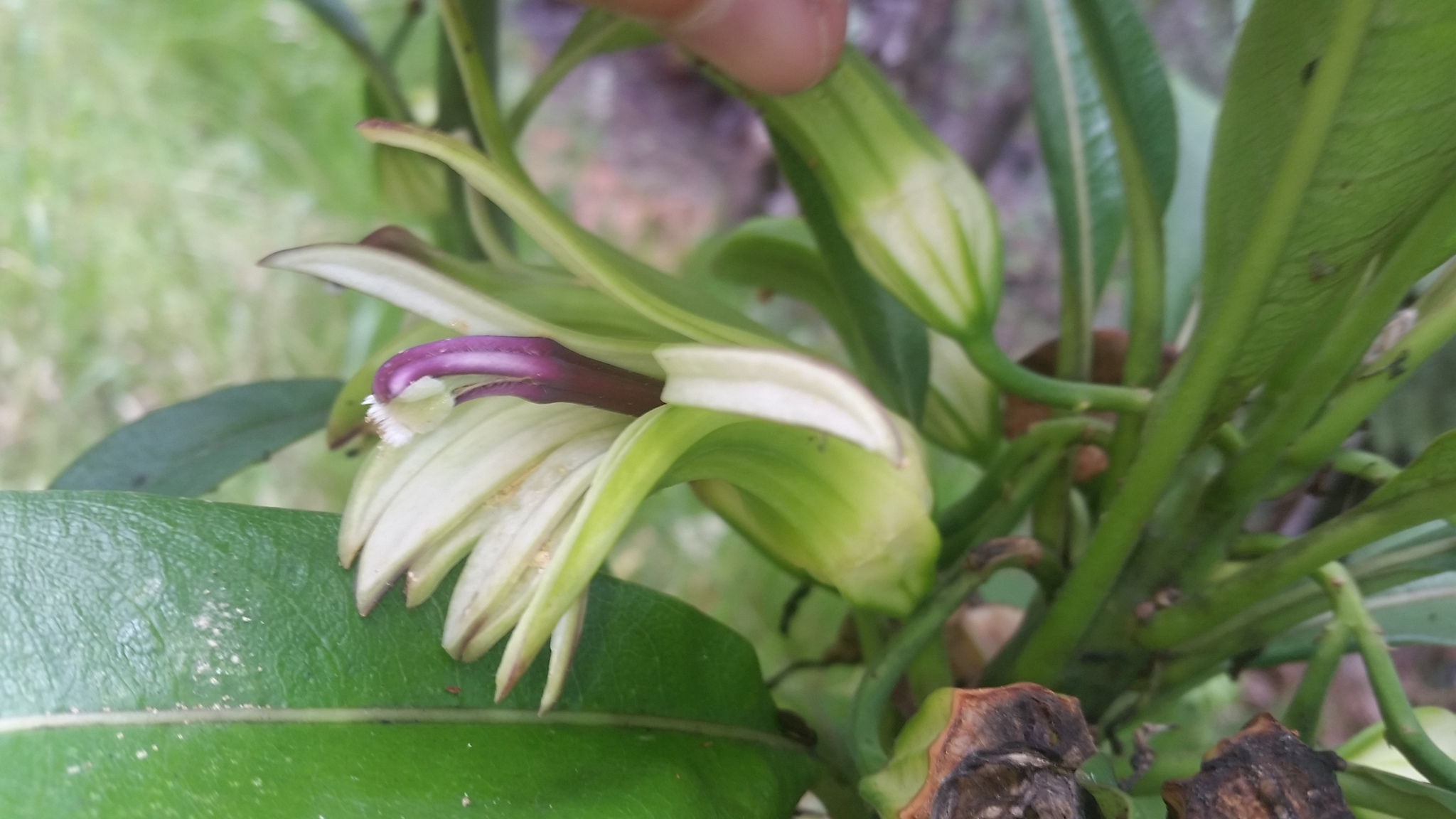Clermontia hawaiiensis