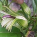 Clermontia hawaiiensis - Photo no hay derechos reservados, subido por cwarneke