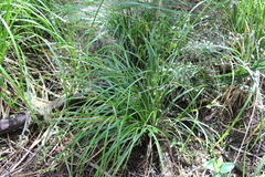 Slender Sedge (Carex dissita)