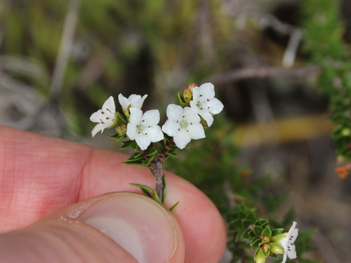 Image of Epacris pauciflora by (c) Joe Dillon, some rights reserved (CC BY)