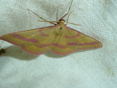 Rhodostrophia calabra