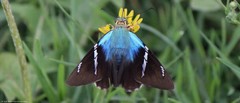 Astraptes fulgerator azul