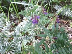 Vicia cassubica