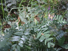 Vicia cassubica