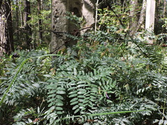 Vicia cassubica