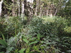 Vicia cassubica