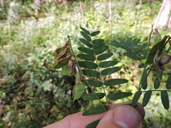 Vicia cassubica