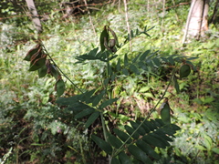 Vicia cassubica