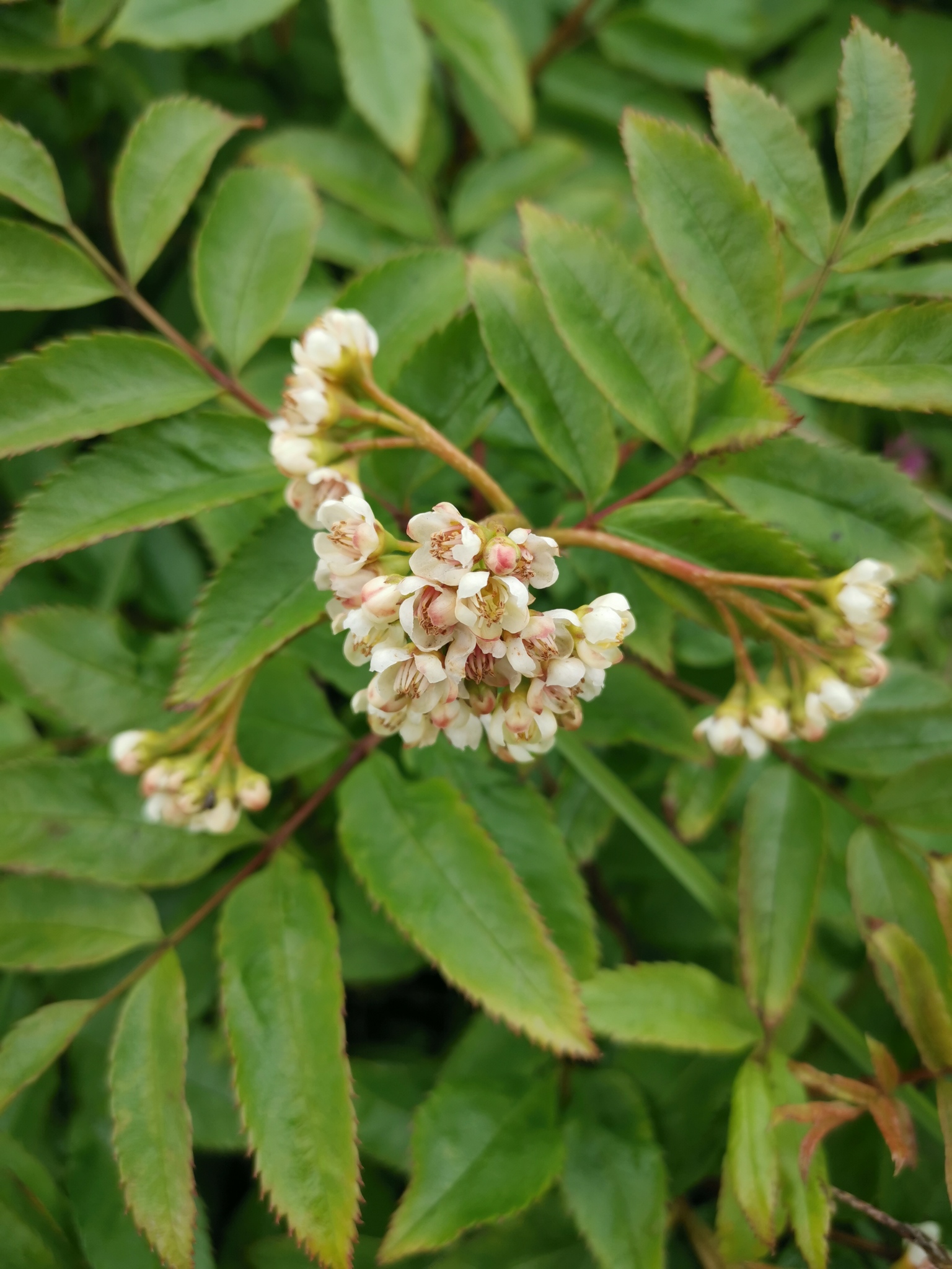 Sorbus sambucifolia