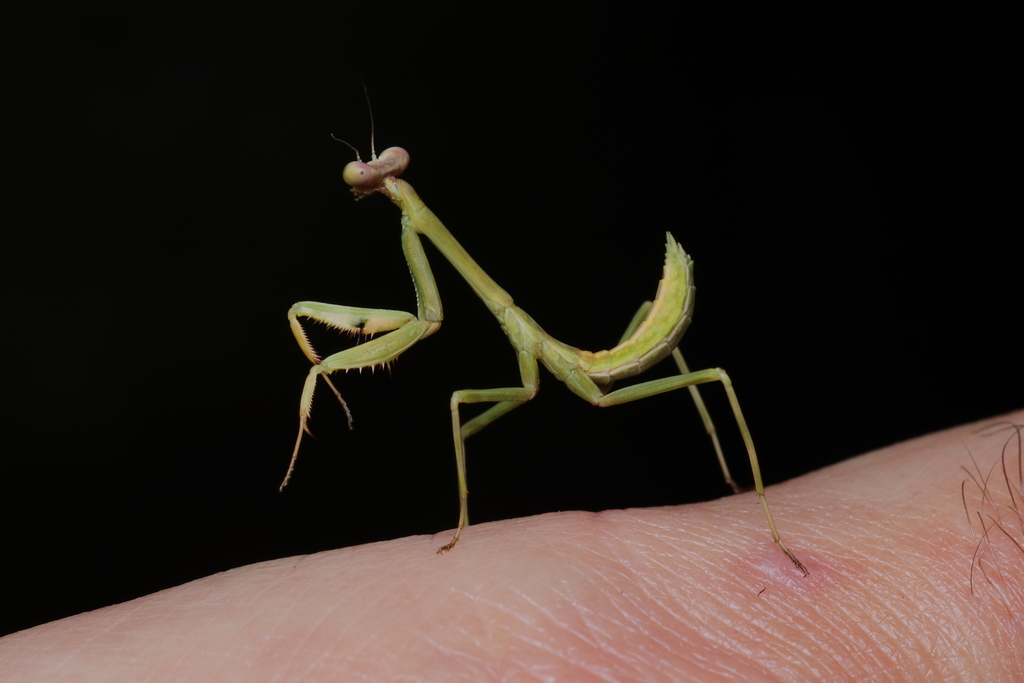 Stagmatoptera praecaria