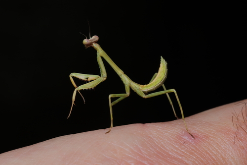 Stagmatoptera praecaria