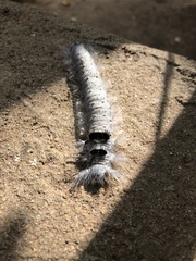 Lasiocampoidea