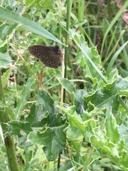 Aphantopus hyperantus