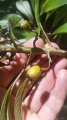 Clermontia parviflora