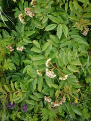Sorbus sambucifolia