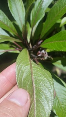 Clermontia parviflora